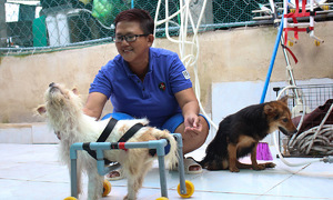Saigonese rehabilitates paralyzed dogs, cats