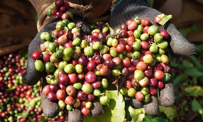 Coffee, pepper prices on 5-day rising streak